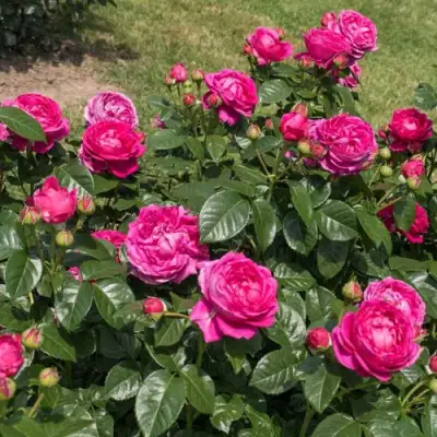 Роза АНУШКА чайно-гибридная в Могилёве