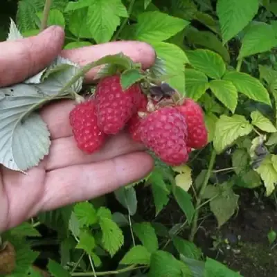 Малина КОРПИКО в Могилёве