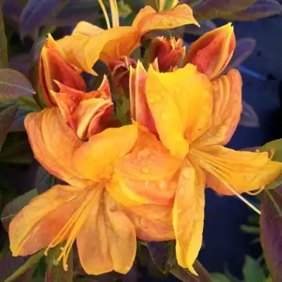 Азалия КЛОНДАЙК листопадная в Могилёве