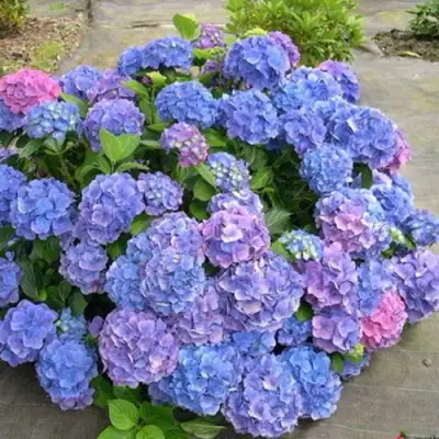 Гортензия БОДЕНСИ крупнолистная в Могилёве
