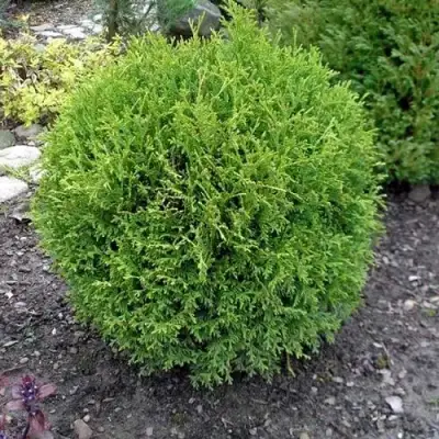 Туя ХОЗЕРИ западная в Могилёве