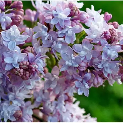 Сирень ПАМЯТЬ О ВАВИЛОВЕ в Могилёве