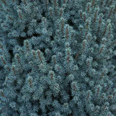 Ель САНДЕРС БЛЮ канадская в Могилёве