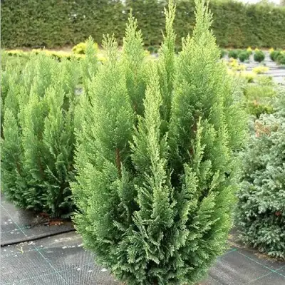 Кипарисовик ЭЛВУДИ ЭМПАЙР лавсона в Могилёве