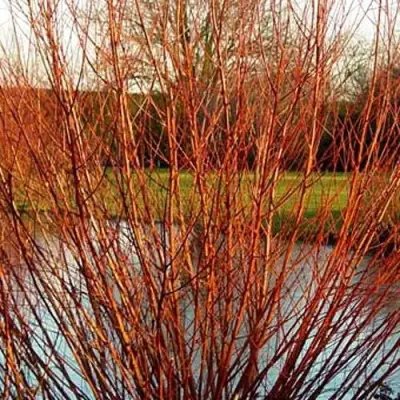 Ива ВИТЕЛЛИНА белая  в Могилёве