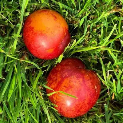 Шарафуга НЕКТАРИННАЯ в Могилёве