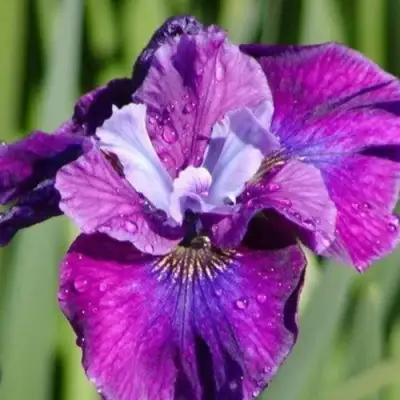 Ирис СИ Я ЛЕЙТЕР сибирский в Могилёве