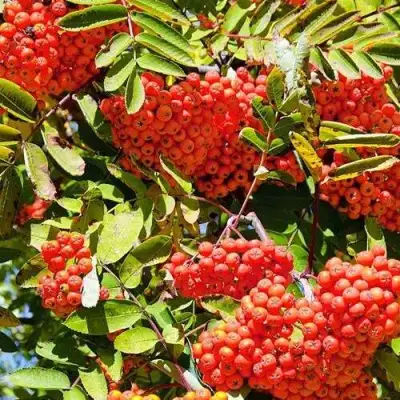 Рябина СОРБИНКА сладкоплодная в Могилёве