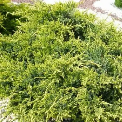 Можжевельник ГОЛД СТАР средний в Могилёве