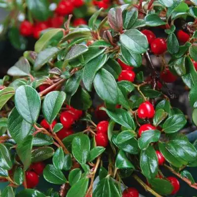 Кизильник Даммера в Могилёве