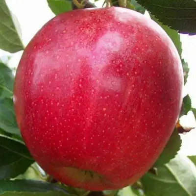 Яблоня ГАЛА МАСТ в Могилёве