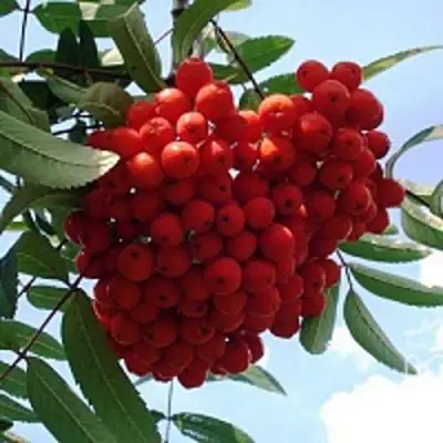 Рябина САХАРНАЯ ПЕТРОВА сладкоплодная в Могилёве