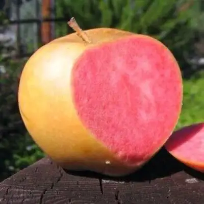 Яблоня ПИНК ПЕРЛ в Могилёве