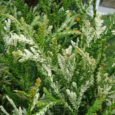 Туевик ВАРИЕГАТА долотовидный в Могилёве