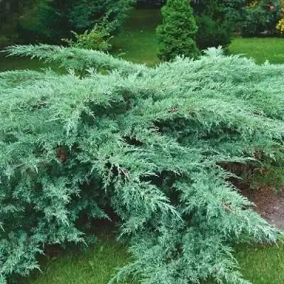 Можжевельник ГРЕЙ ОУЛ виргинский  в Могилёве