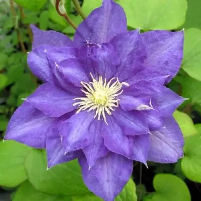 Клематис БЬЮТИ ОФ ВОЧЕСТЕР в Могилёве