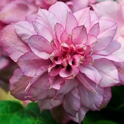 Клематис ИННОСЕНТ ГЛАНС в Могилёве