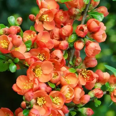 Айва ОРАНЖ ТРЕЙЛ в Могилёве