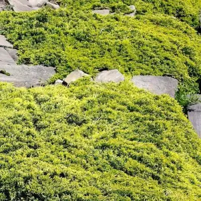 Можжевельник ГОЛДЕН КАРПЕТ горизонтальный  в Могилёве