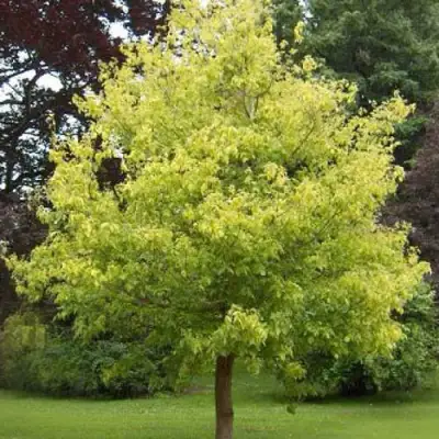 Клен ясенелистный в Могилёве