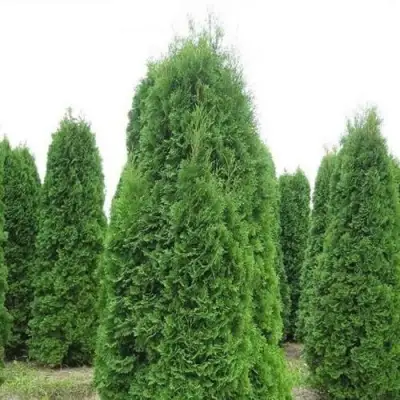 Туя КОЛУМНА западная в Могилёве