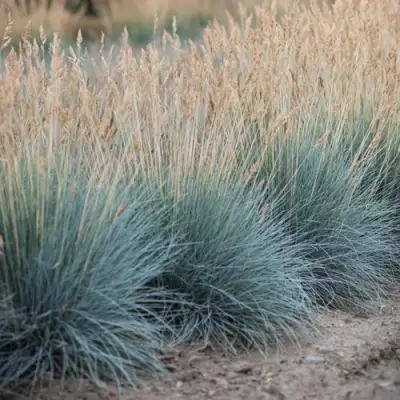Овсяница АЙСФОГЕЛЬ сизая в Могилёве