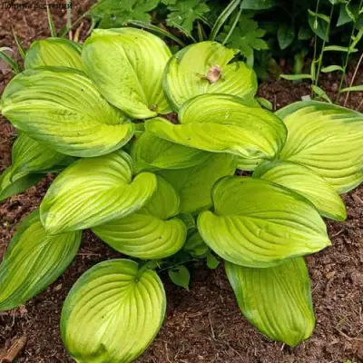 Хоста СТЕЙНД ГЛАСС гибридная в Могилёве