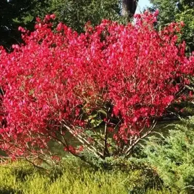 Бересклет ЕВРОПЕЙСКИЙ в Могилёве