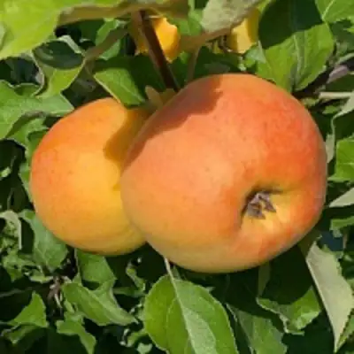 Яблоня АНТОНОВКА ЗОЛОТАЯ в Могилёве