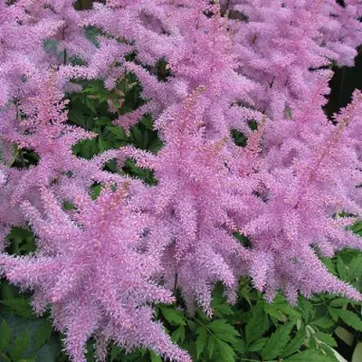 Астильба ГИАЦИНТ Арендса в Могилёве