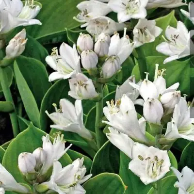 Хоста МОНСТЕР ИРЗ гибридная в Могилёве