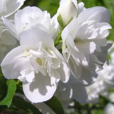 Жасмин ЖИРАНДОЛЬ в Могилёве