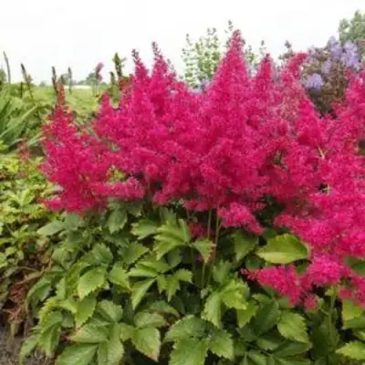 Астильба САННИ ДЕЙ гибридная в Могилёве
