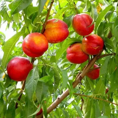 Нектарин ХАРБЛЕЙЗ в Могилёве