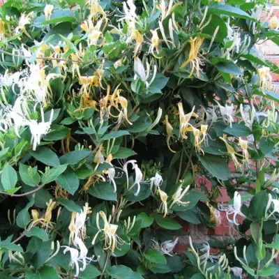 Жимолость ХАЛЛИАНА японская (Хелиана) в Могилёве