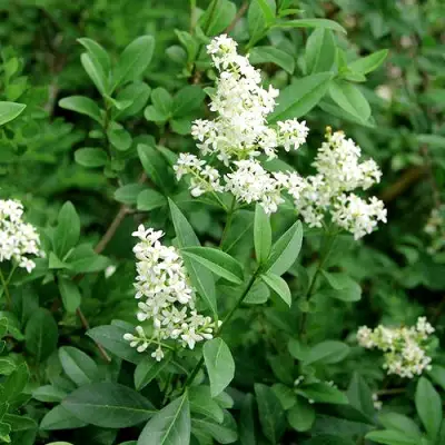 Бирючина обыкновенная АТРОВИРЕНС в Могилёве