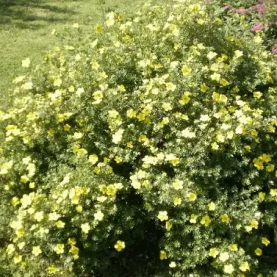 Лапчатка КЛОНДАЙК кустарниковая в Могилёве