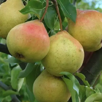 Груша ПАМЯТЬ ЯКОВЛЕВА в Могилёве
