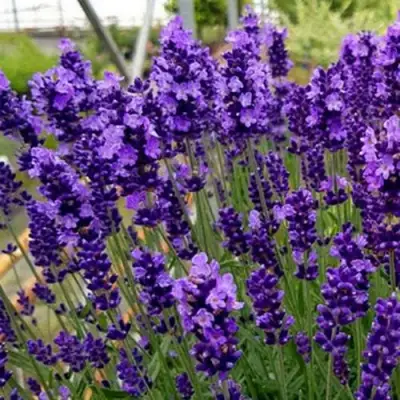 Лаванда ХИДКОТ БЛЮ узколистная в Могилёве