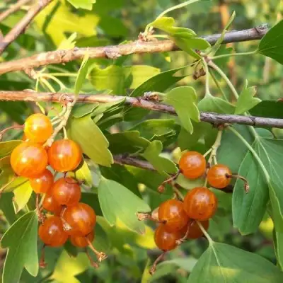 Смородина золотистая ЛЯЙСАН в Могилёве