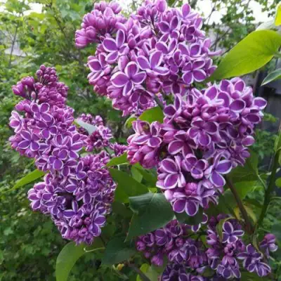 Сирень СЕНСАЦИЯ в Могилёве