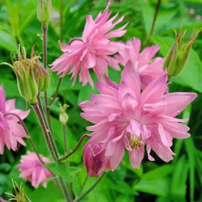 Аквилегия БАРЛОУ ПИНК гибрид МакКаны в Могилёве