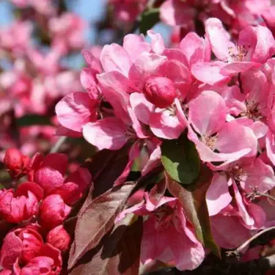 Яблоня РУДОЛЬФ декоративная  в Могилёве