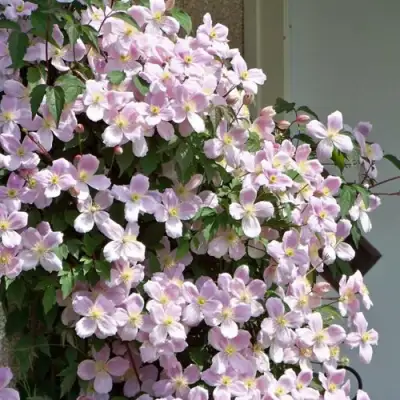 Клематис ГОРНЫЙ в Могилёве