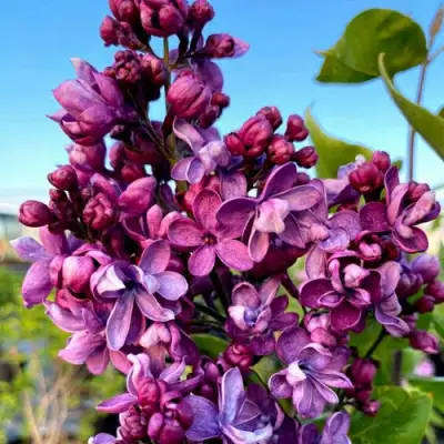 Сирень ВИОЛЕТТА в Могилёве