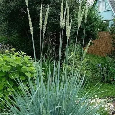 Элимус БЛЮ ДЮН песчаный в Могилёве