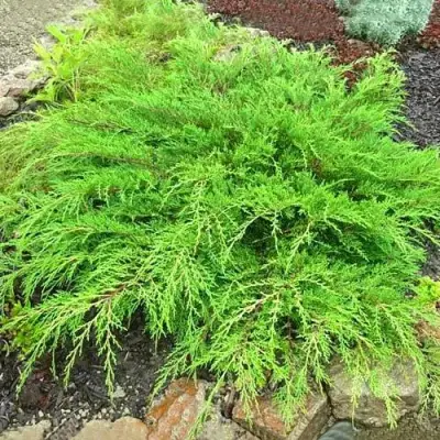 Микробиота ЯКОБСЕН перекрестнопарная в Могилёве