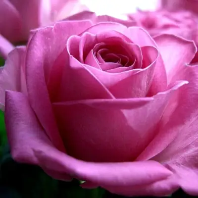 Роза ЭЙФЕЛЕВА БАШНЯ чайно-гибридная в Могилёве