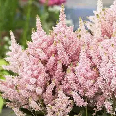 Астильба ЮНИК САЛМОН гибридная в Могилёве