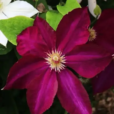 Клематис МАЗОВШЕ в Могилёве